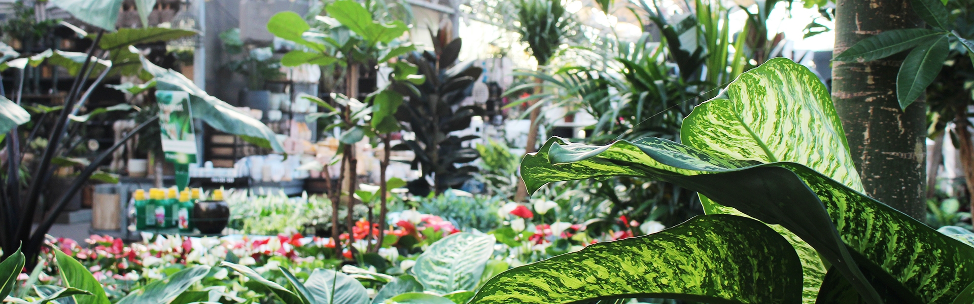 banner-optie-3